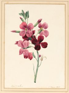 Matthiola, Stock, 1826 (wc med lite bodycolour på papper)